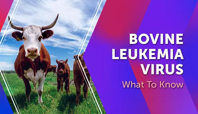 View of Bovine Leukemia Virus: What To Know | MyLeukemiaTeam