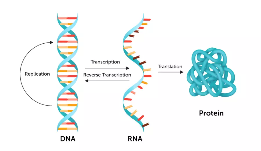 Diagram illustrating the flow of genetic information: DNA undergoes replication, is transcribed into RNA, and RNA is translated into a folded protein; reverse transcription is also indicated from RNA to DNA.