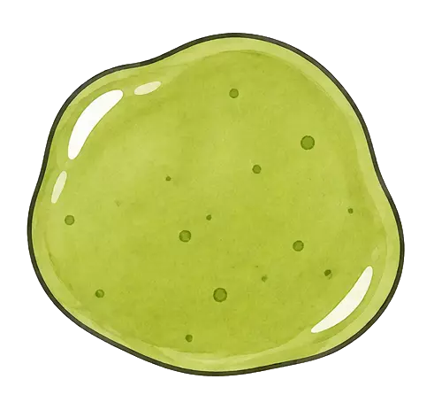 Green or cloudy mastectomy drain fluid illustration